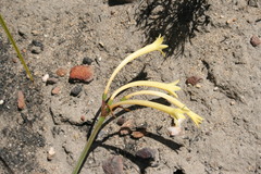 Cyrtanthus ochroleucus