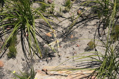 Cyrtanthus ochroleucus