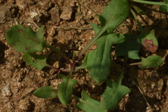 Septoria polygonorum
