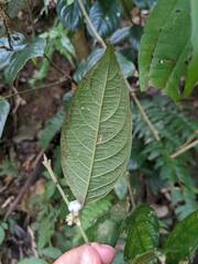 Lasianthus formosensis