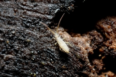 Entomobrya