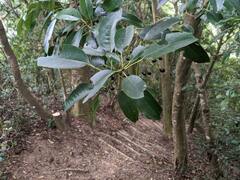 Daphniphyllum oldhami