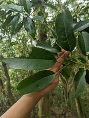 Daphniphyllum oldhami