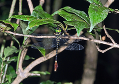 Phyllomacromia trifasciata