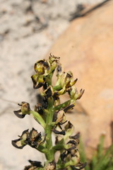 Ceratandra atrata