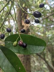 Daphniphyllum oldhami