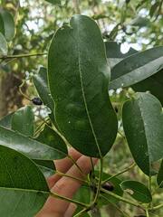 Daphniphyllum oldhami