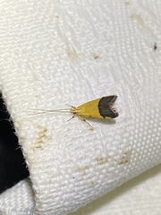 Crocanthes micradelpha