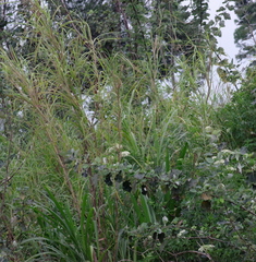 Cenchrus purpureus