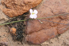 Heliophila glauca