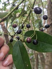 Daphniphyllum oldhami