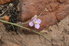 Heliophila glauca