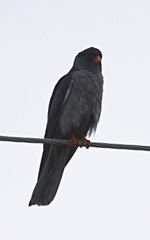 Falco amurensis