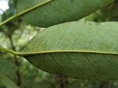 Daphniphyllum oldhami