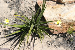 Hypoxis floccosa