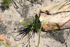 Hypoxis floccosa