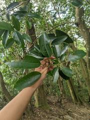 Daphniphyllum oldhami