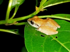 Pristimantis ramagii