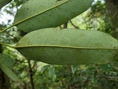 Daphniphyllum oldhami