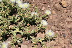 Mesembryanthemum crystallinum