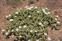 Mesembryanthemum crystallinum
