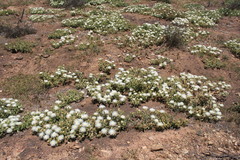 Mesembryanthemum crystallinum