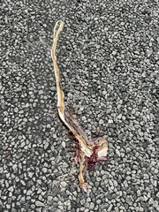 Psammophis leightoni