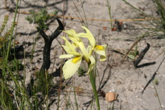 Moraea anomala