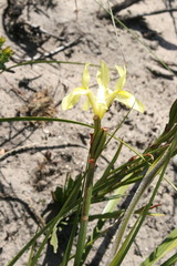 Moraea anomala