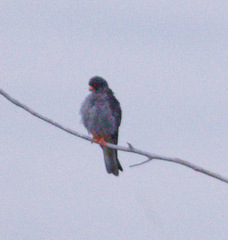Falco amurensis