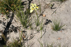 Moraea anomala