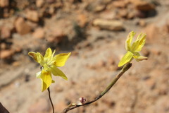 Moraea bituminosa