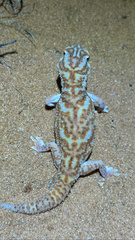 Chondrodactylus angulifer