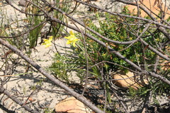 Moraea bituminosa