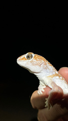 Chondrodactylus angulifer