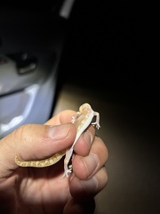 Pachydactylus latirostris