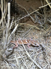 Chondrodactylus angulifer