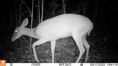 Odocoileus virginianus cariacou