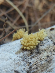 Arcyria obvelata