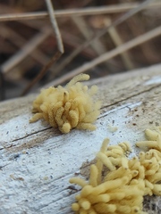 Arcyria obvelata