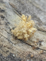 Arcyria obvelata