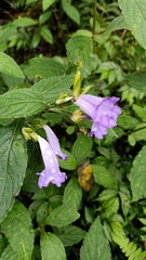 Strobilanthes formosana