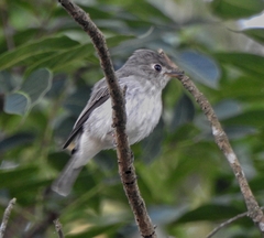 Muscicapa dauurica