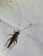 Gryllidae