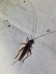 Gryllidae