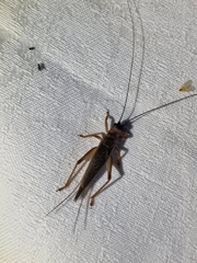 Gryllidae