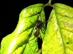 Corinnidae