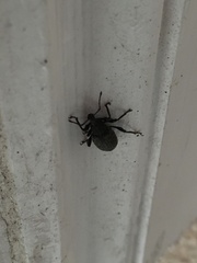 Otiorhynchus sulcatus