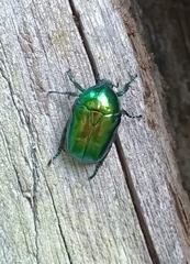 Protaetia speciosissima