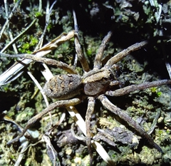 Lycosa grahami